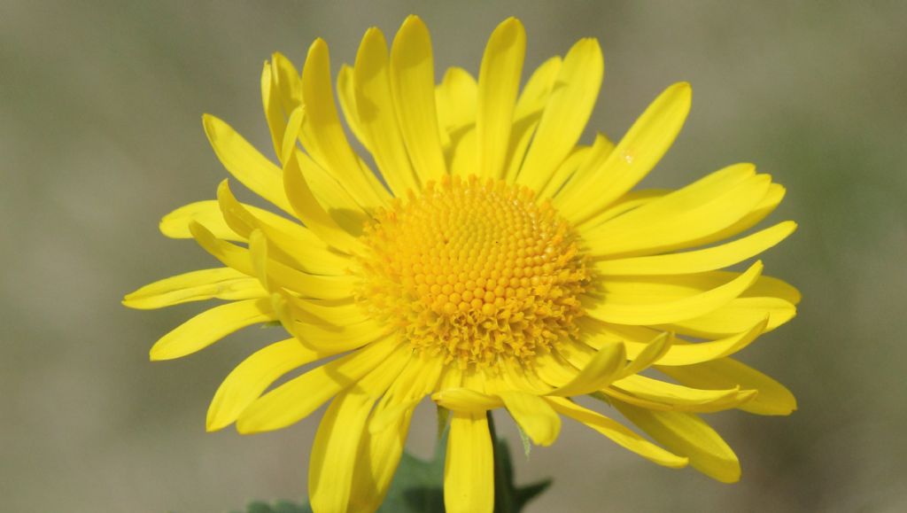 Doronicum columnae