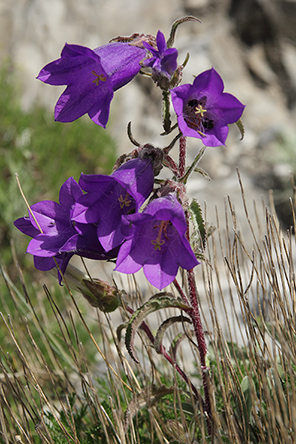 Campanula medium? SI