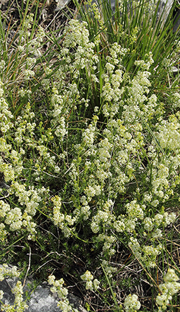 Alpi Apuane - Galium lucidum