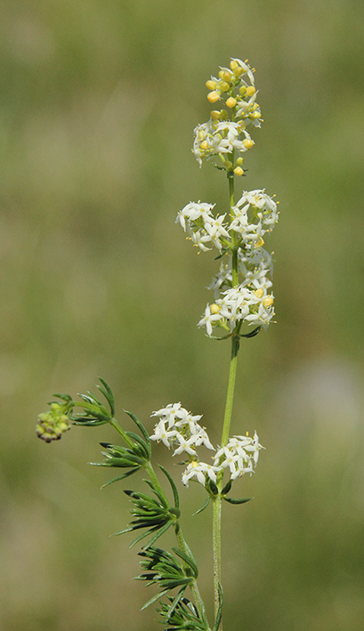 Alpi Apuane - Galium lucidum