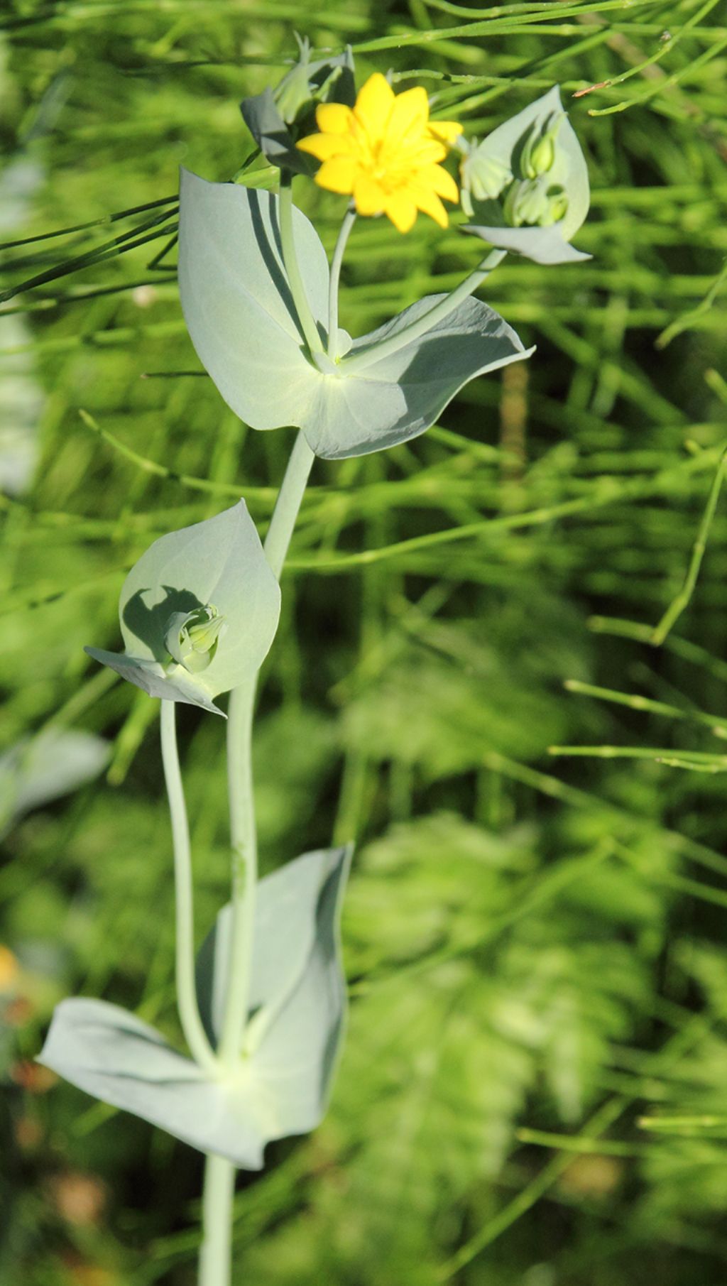 Blackstonia perfoliata (Gentianaceae)