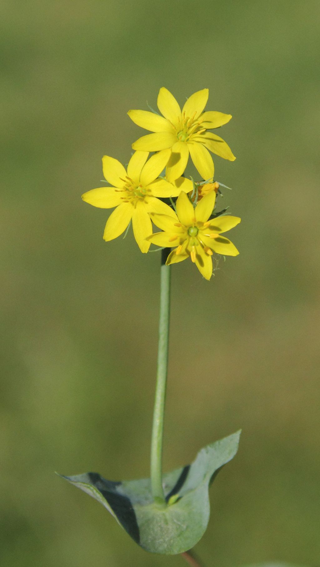 Blackstonia perfoliata (Gentianaceae)