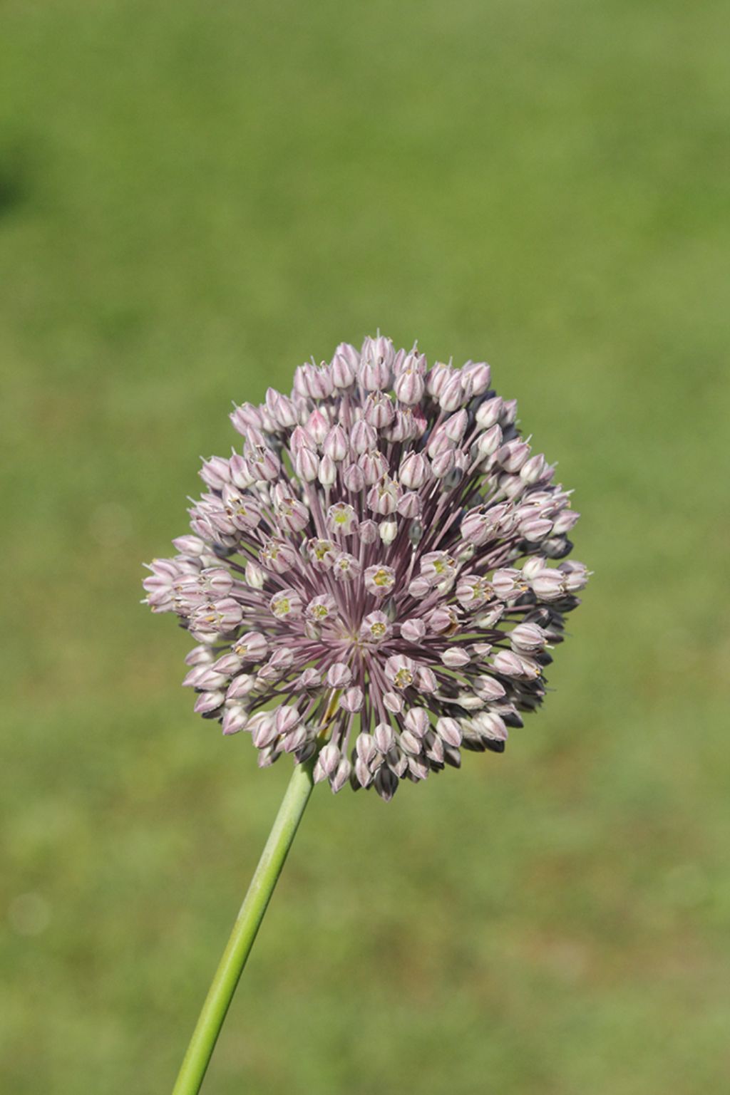 Allium ampeloprasum?