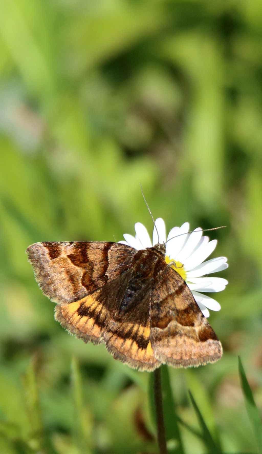 Id farfalla -  Euclidia glyphica, Erebidae