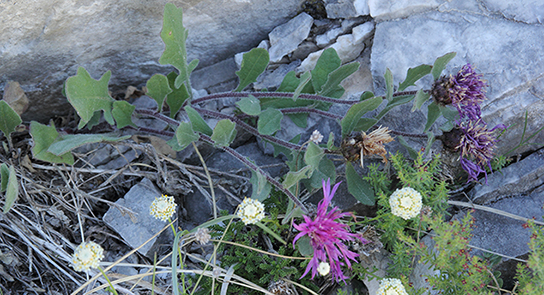 Centaurea montis-borlae / Centaurea del Monte Borla