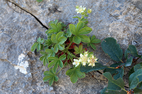 id fiore Apuano - Potentilla caulescens