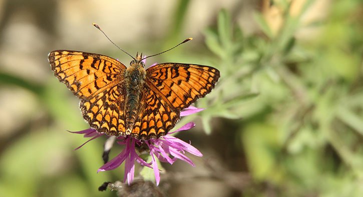 id farfalla - Melitaea phoebe, Nymphalidae