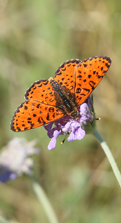 id farfalla 2 - Melitaea didyma, Nymphalidae