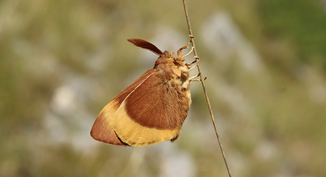 id farfalla - Lasiocampa (Lasiocampa) quercus, Lasiocampidae