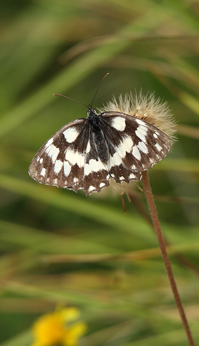 id farfalla 2 - Melanargia galathea, Nymphalidae Satyrinae