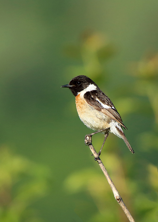 Saltimpalo (Saxicola rubicola)