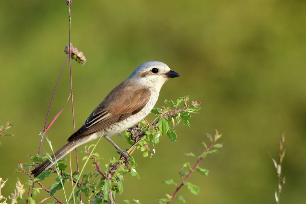 Averla piccola (Lanius collurio), femmina