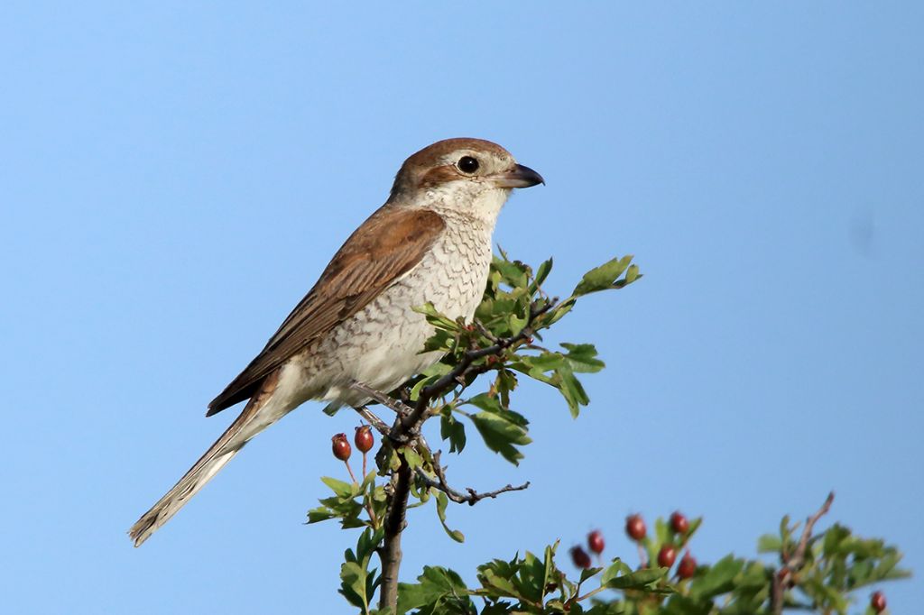 Averla piccola (Lanius collurio), femmina