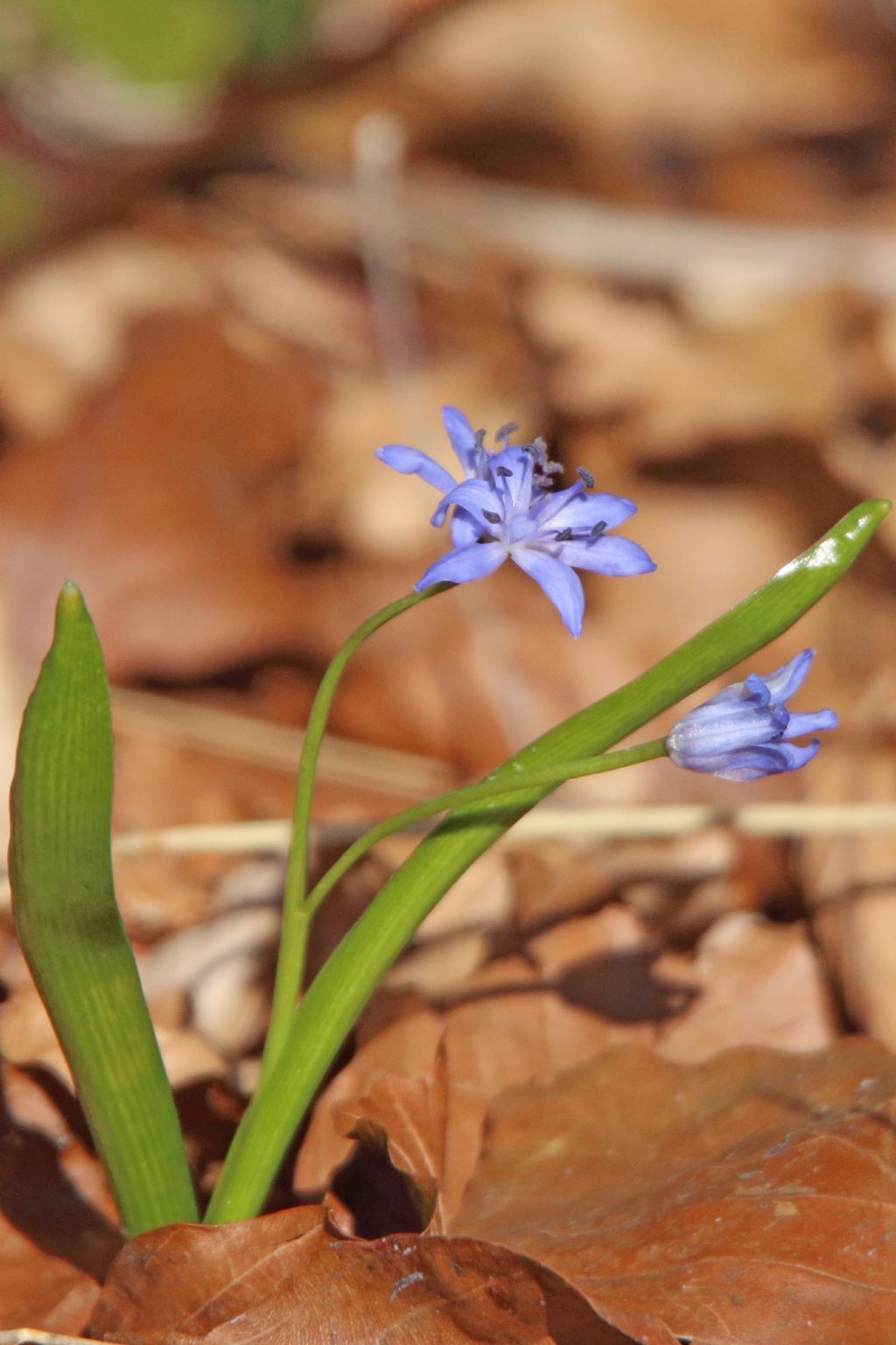 Scilla bifolia (Asparagaceae)