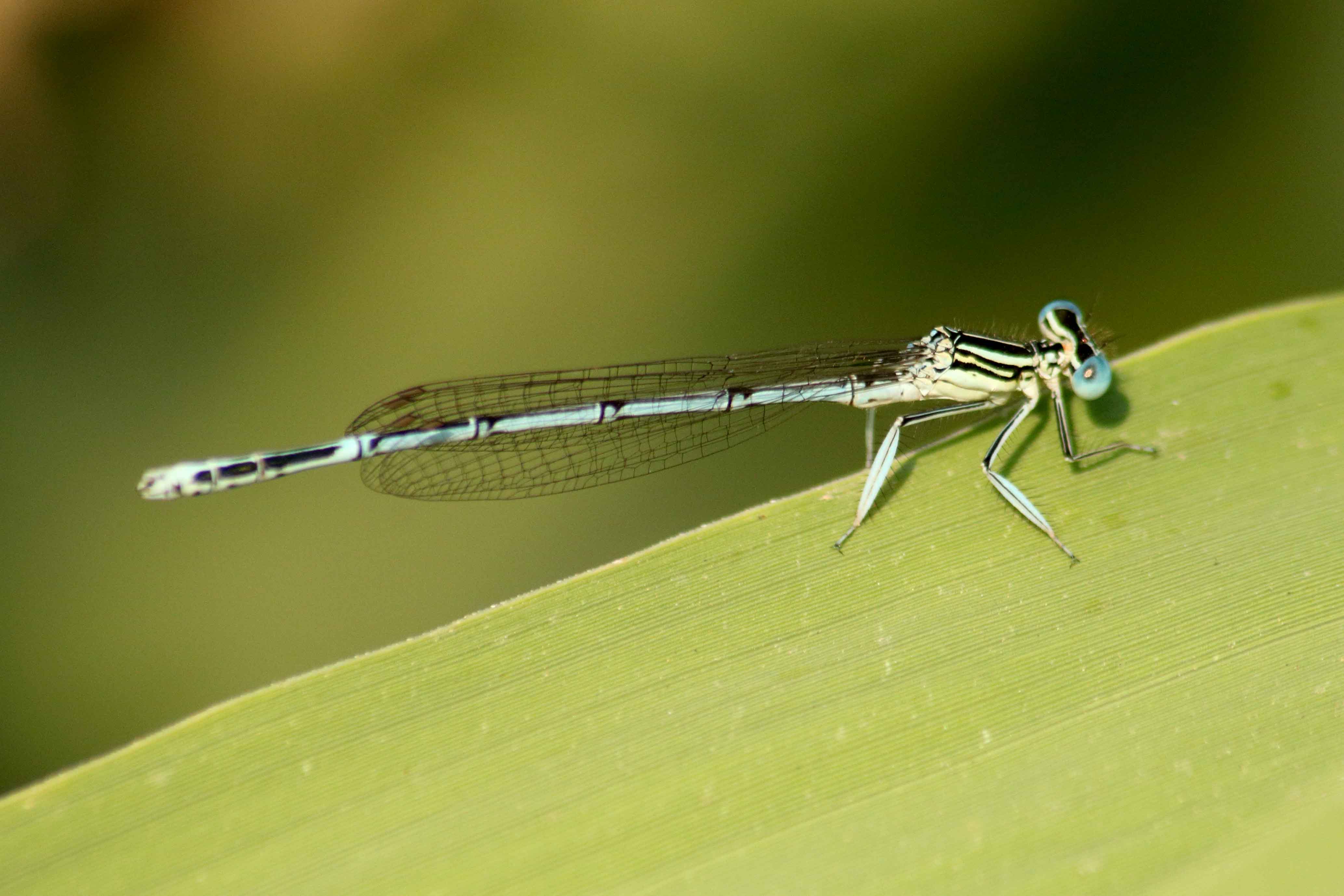 id damigella 2: Platycnemis pennipes