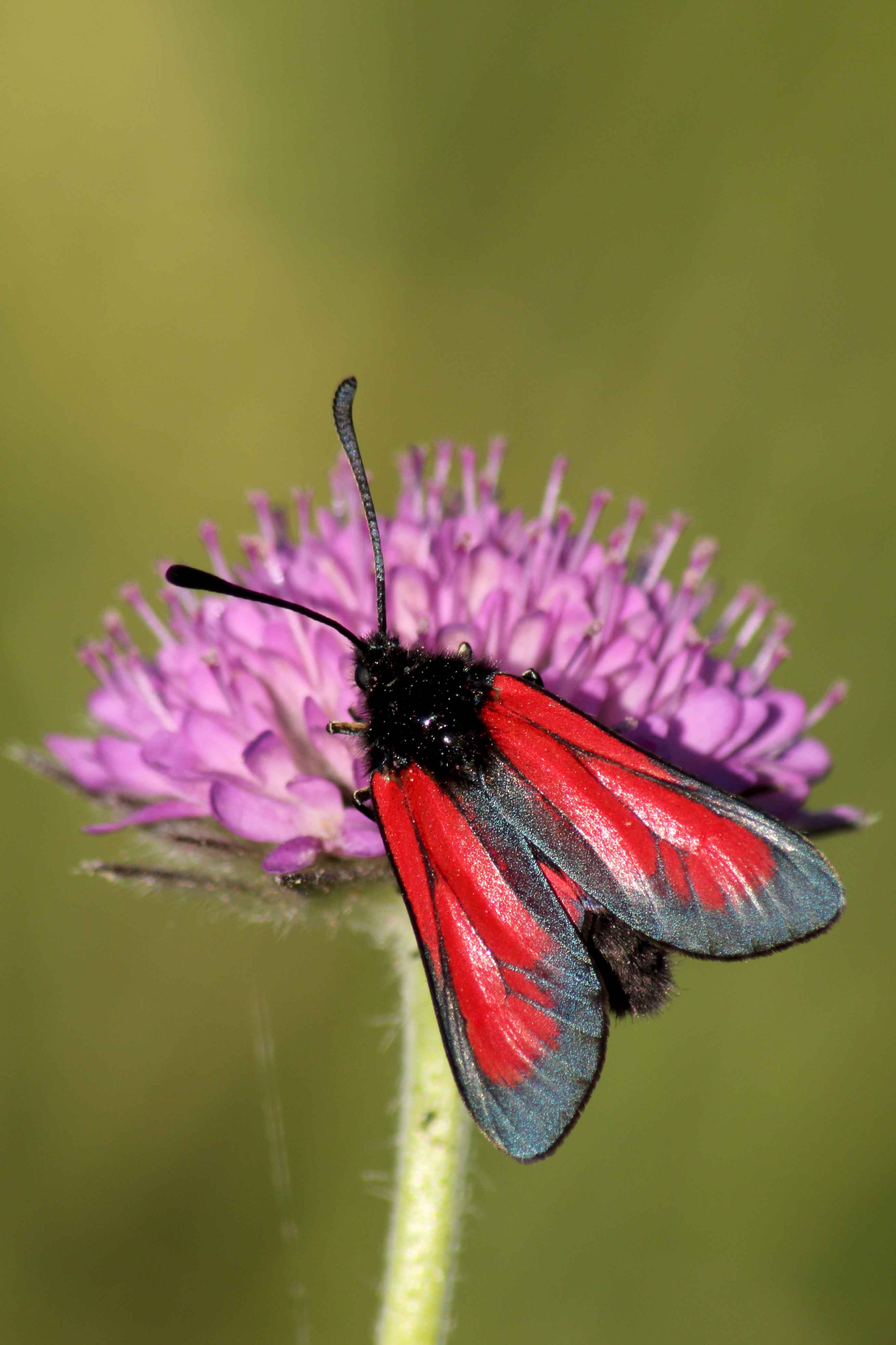 id farfallina: Zygaena purpuralis