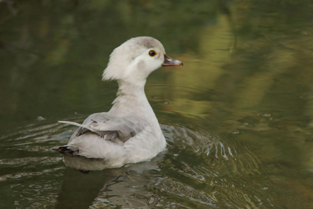 id anatra: Anatra Sposa (Aix Sponsa)