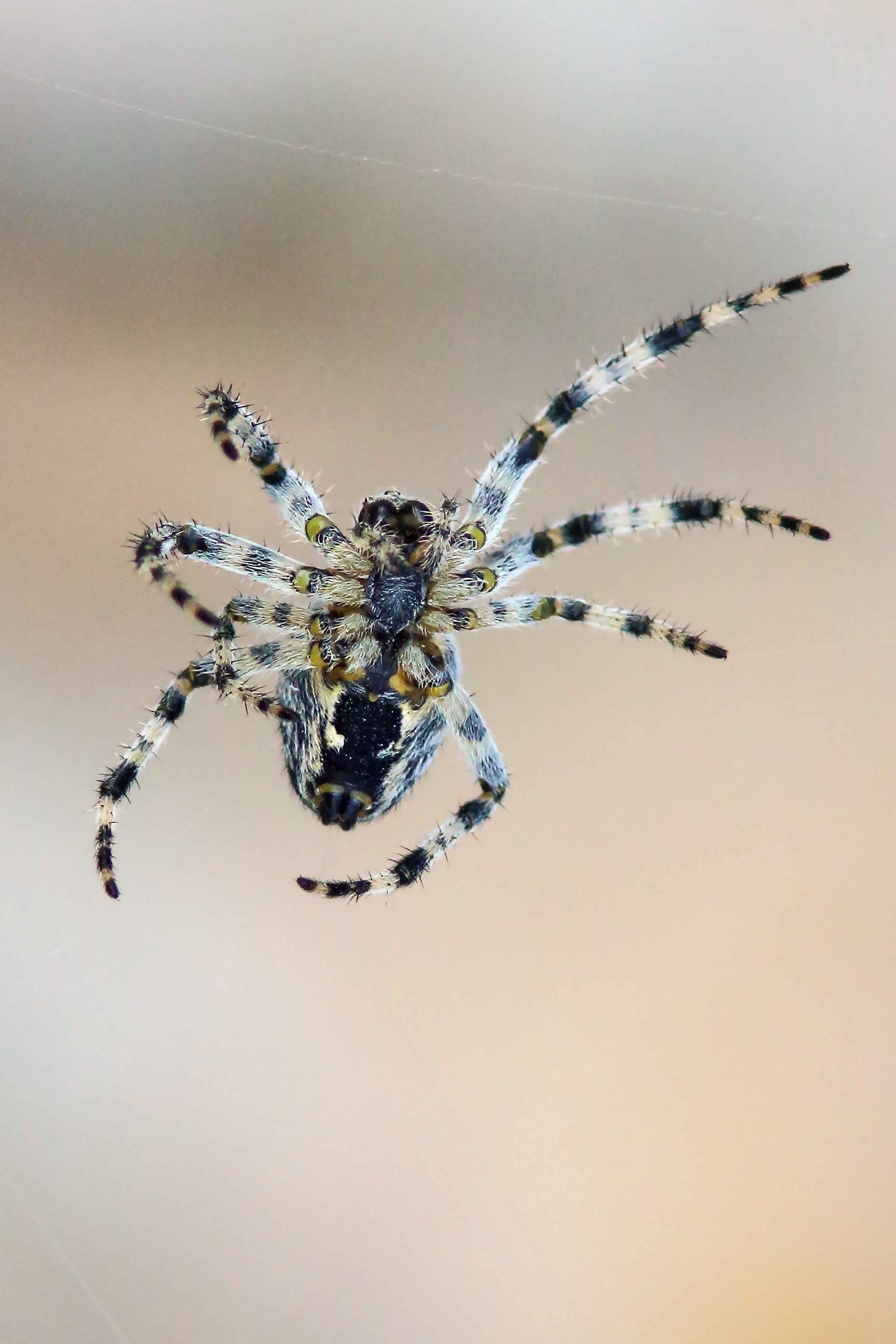 Araneus sp.  - Stazzema (LU)