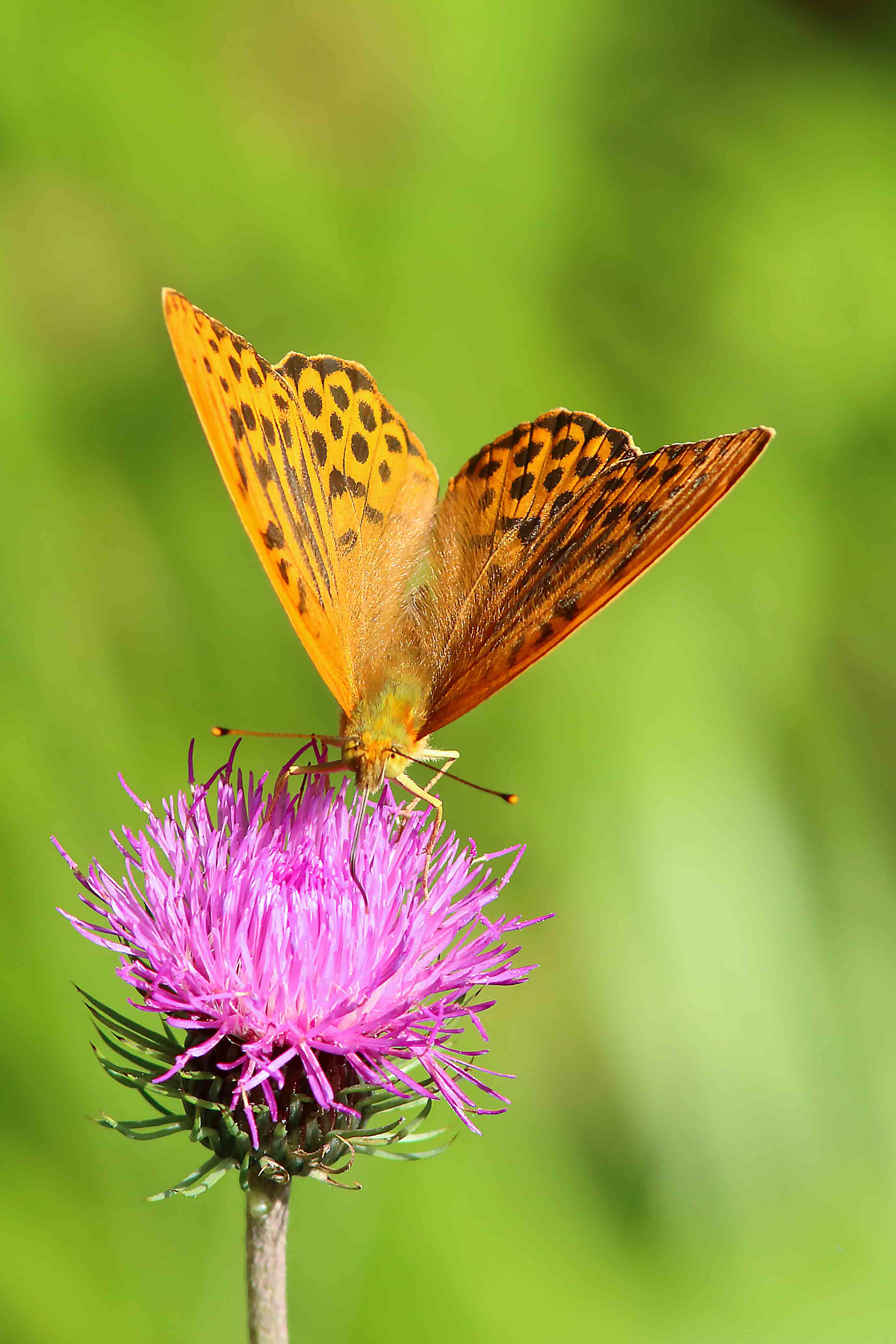 Argynnis paphia