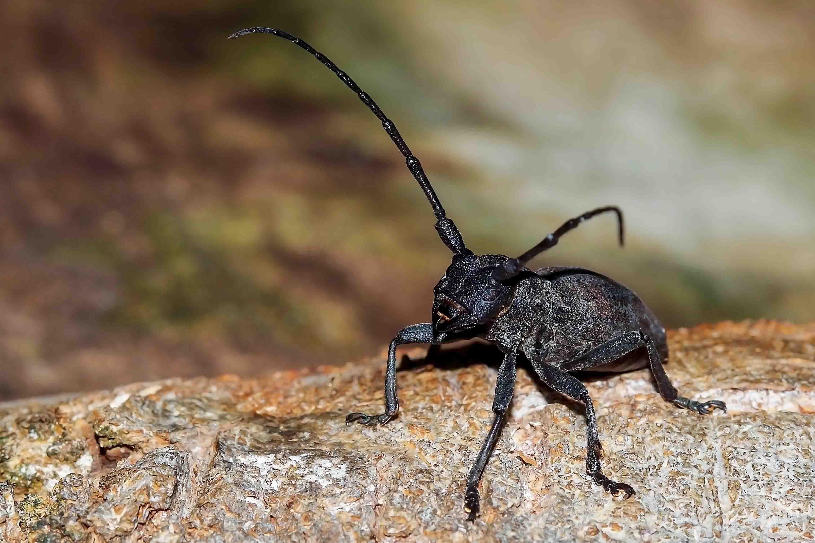 Cerambycidae da id.