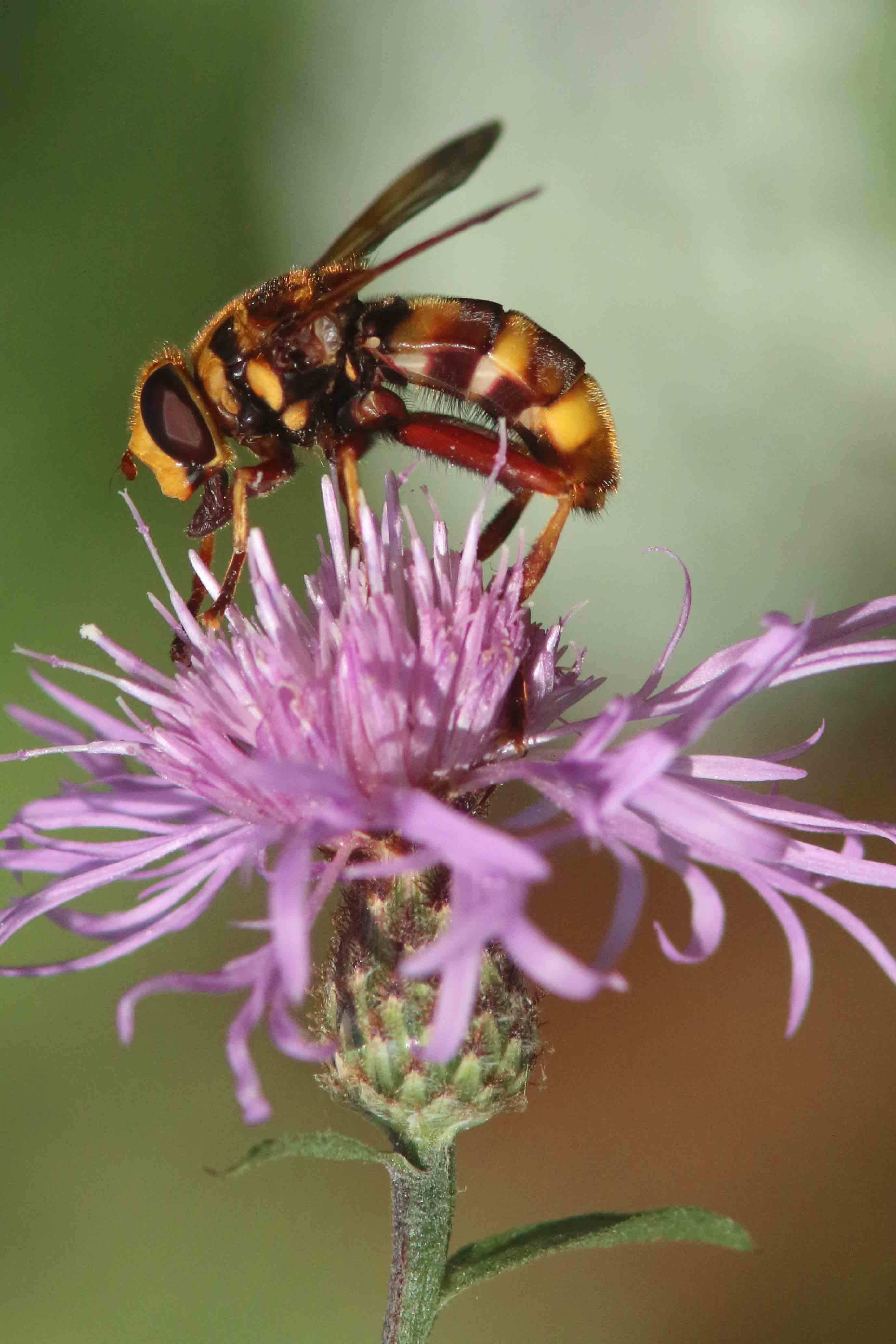 Calabrone? No, Milesia crabroniforms, Syrphidae