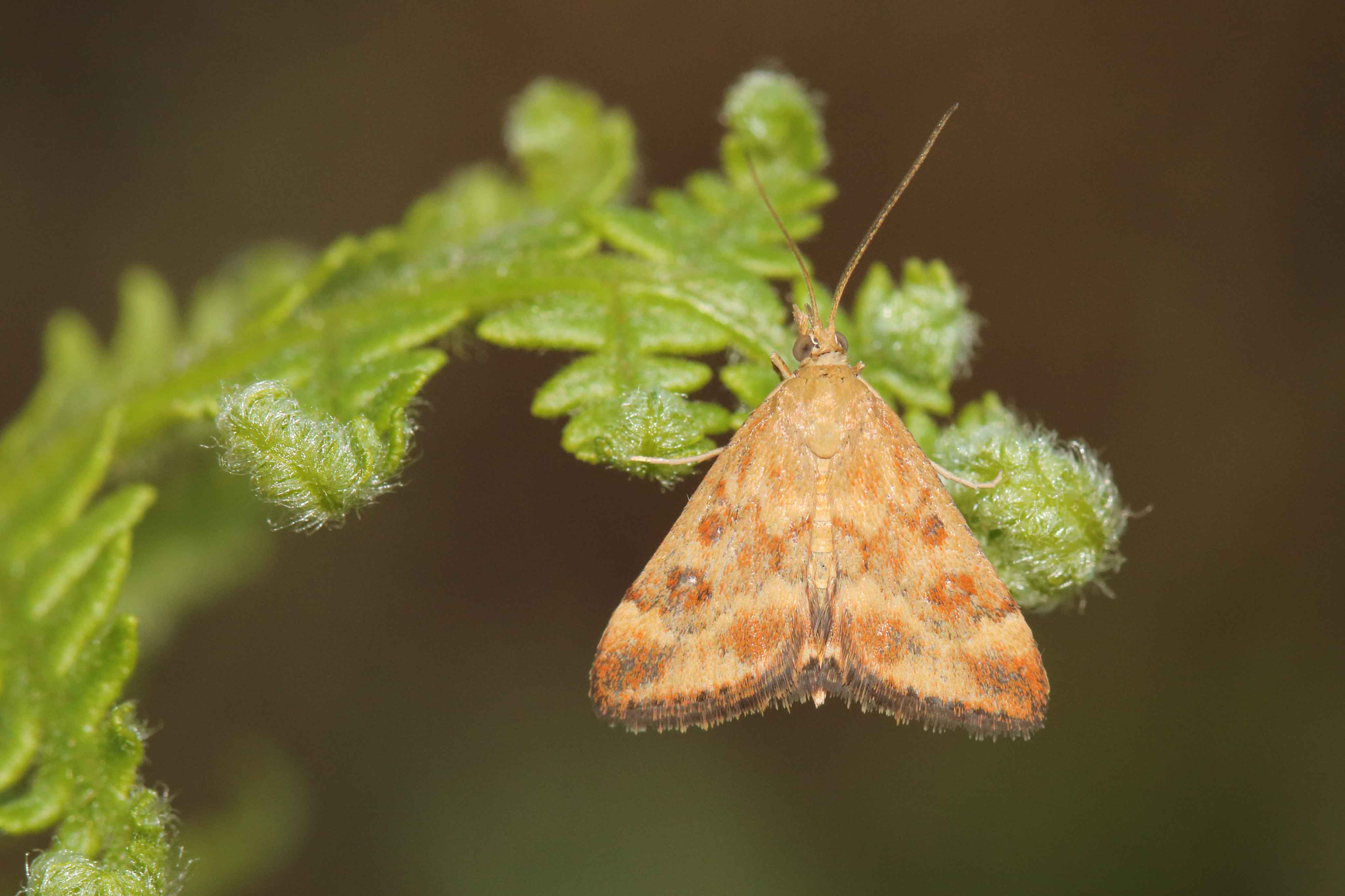 Pyrausta despicata - Crambidae