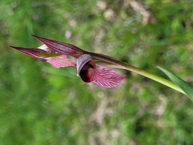 Identificazione orchidea