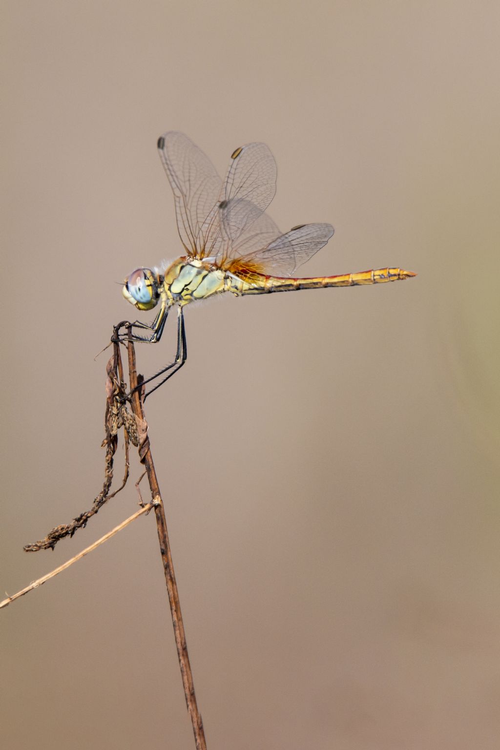 id libellula - Sympetrum fonscolombii