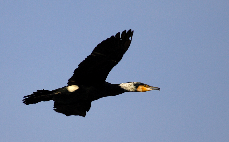 cormorani