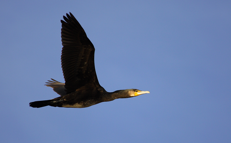 cormorani