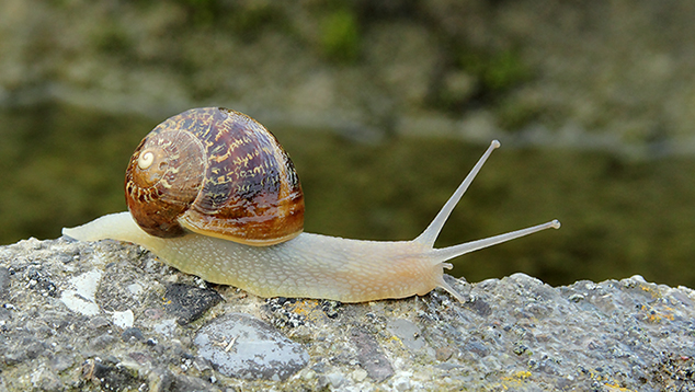 Helix pomatia?