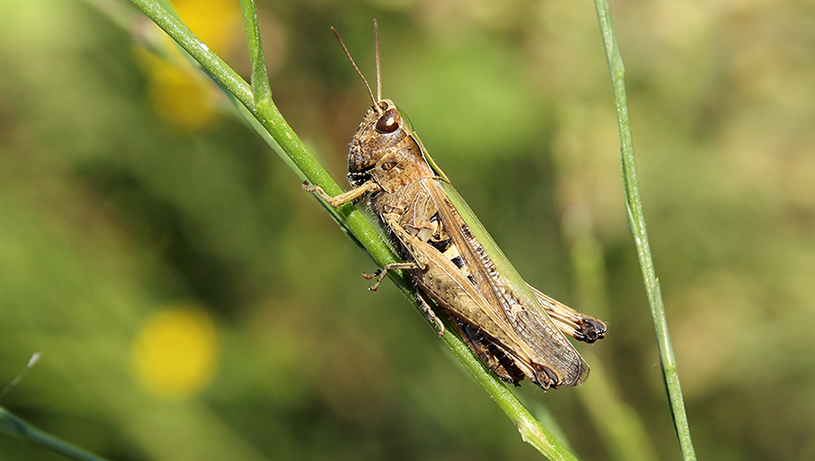 Acrididae :  Omocestus (Omocestus) rufipes aut viridulus
