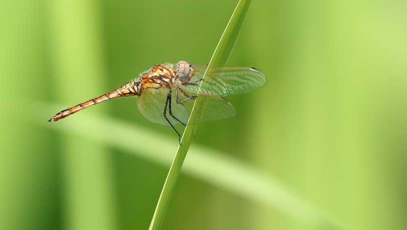 Trithemis annulata, maschio immaturo  (Libellulidae)