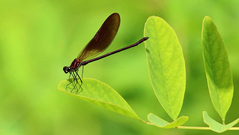 Calopteryx haemorrhoidalis, maschio