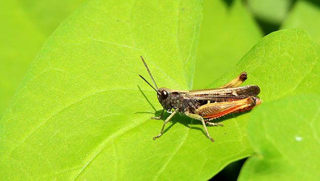 Acrididae: Omocestus rufipes