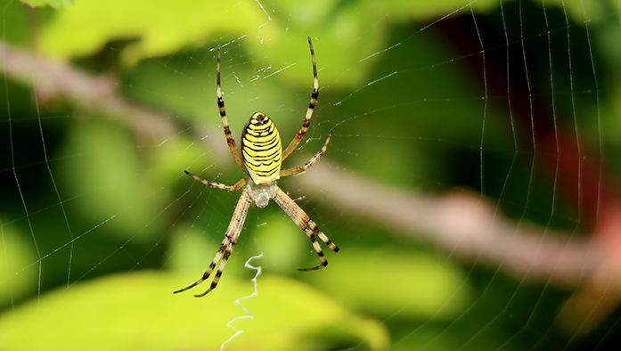 Araneidae: Argiope bruennichi, femmina - Sarzana (SP)