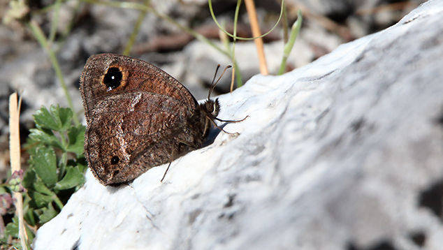 id farfalla: Satyrus ferula - Nymphalidae