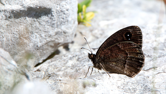 id farfalla: Satyrus ferula - Nymphalidae