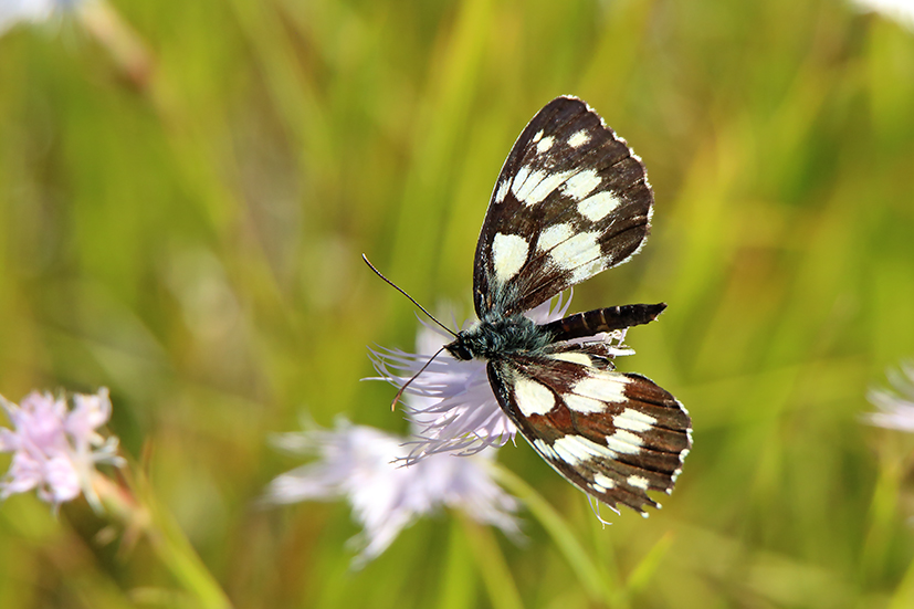 id farfalla - Melanargia galathea