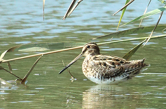 Frullino?  No, Beccaccino (Gallinago gallinago)