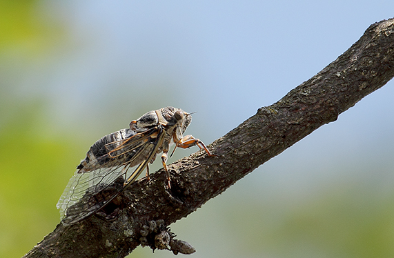 Libellule e cicala