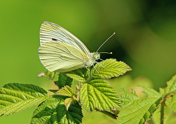 id farfalla 1 - Pieris sp.