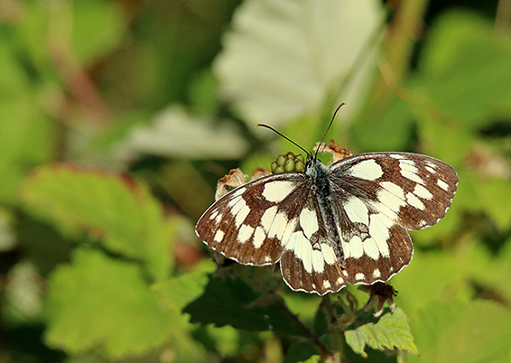 id farfalla - Melanargia galathea