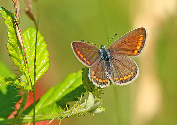 id farfalla 2 - Polyommatus sp.