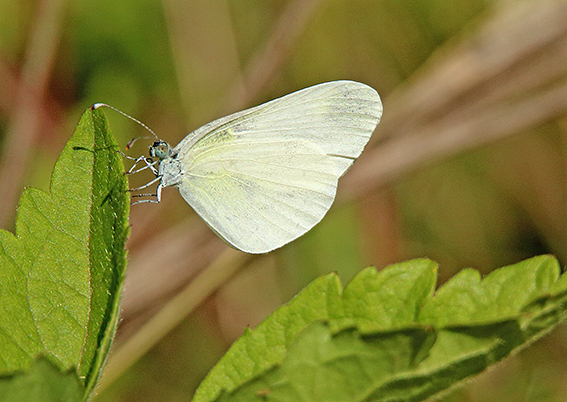 id farfalla 3 - Leptidea sp.