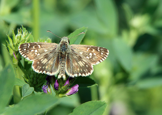 id farfalla - Cfr. Pyrgus armoricanus