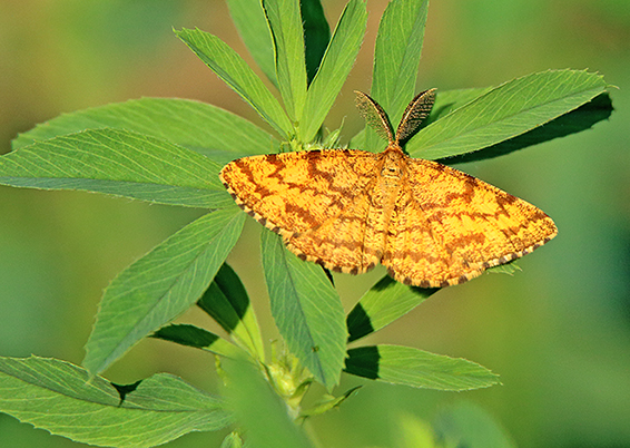 id farfalla 1 - Ematurga atomaria