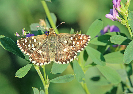 id farfalla 2 - Pyrgus cf. armoricanus