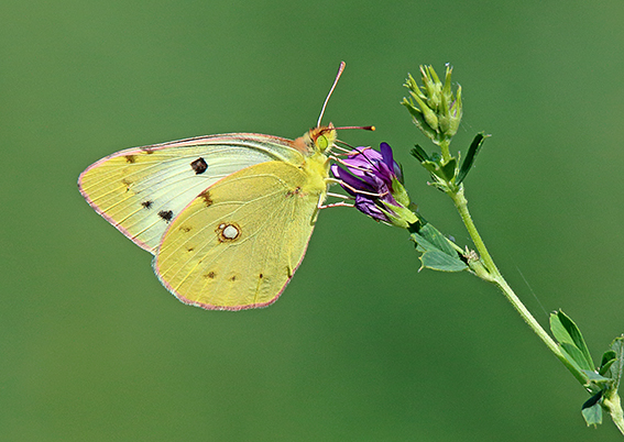 id farfalla 3 - Colias crocea f. helice