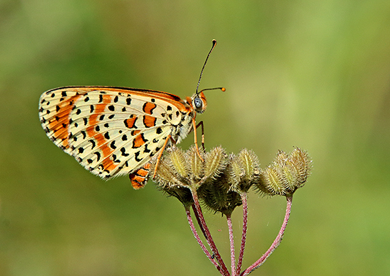 id farfalla 4 - Melitaea didyma